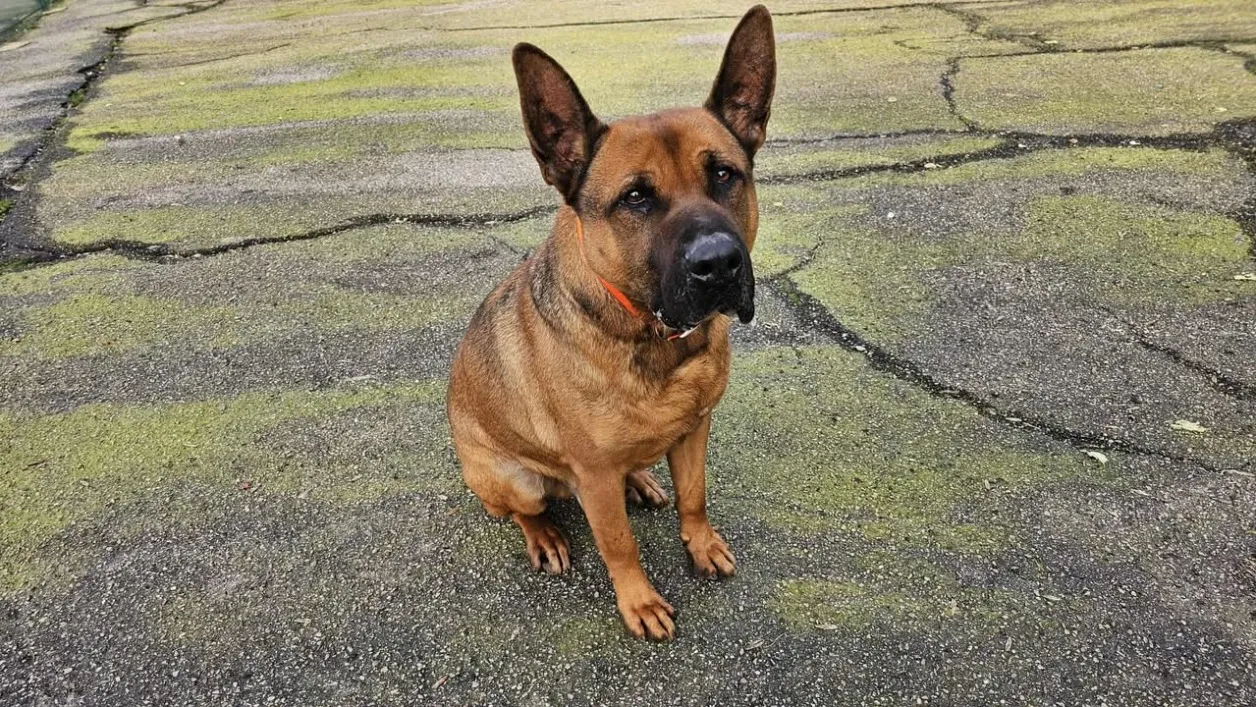 À l'adoption : Scoubidou