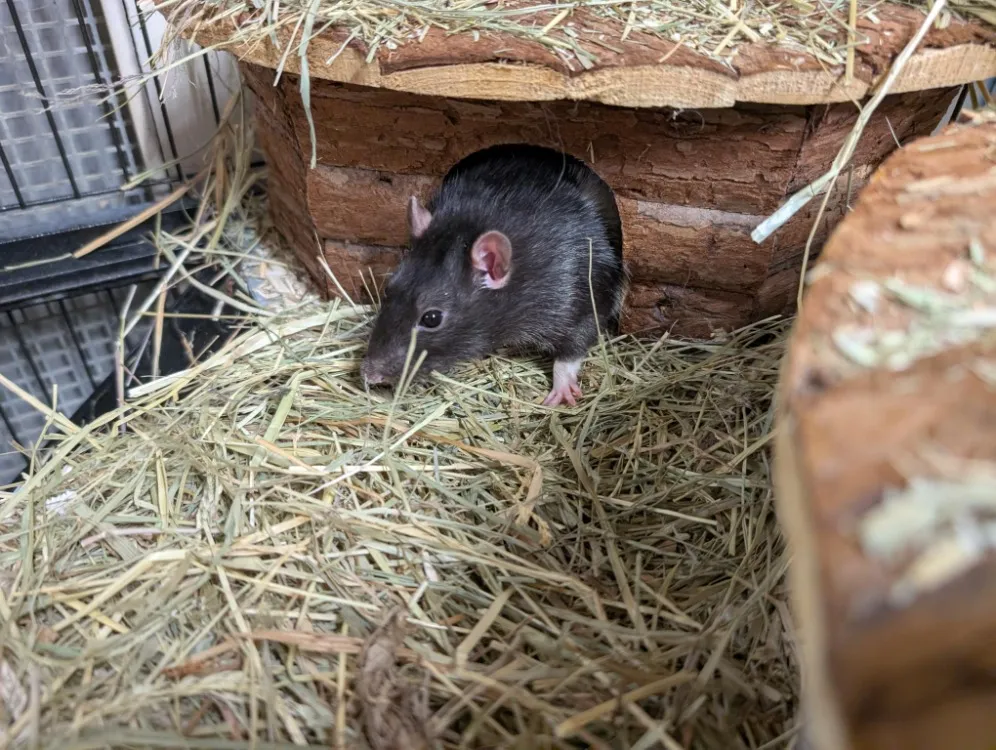 À l'adoption : Looping Ad941