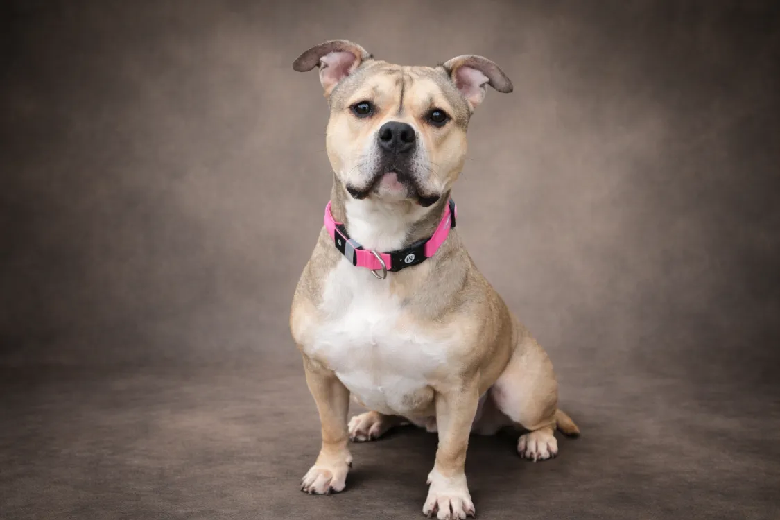 À l'adoption : Lucia