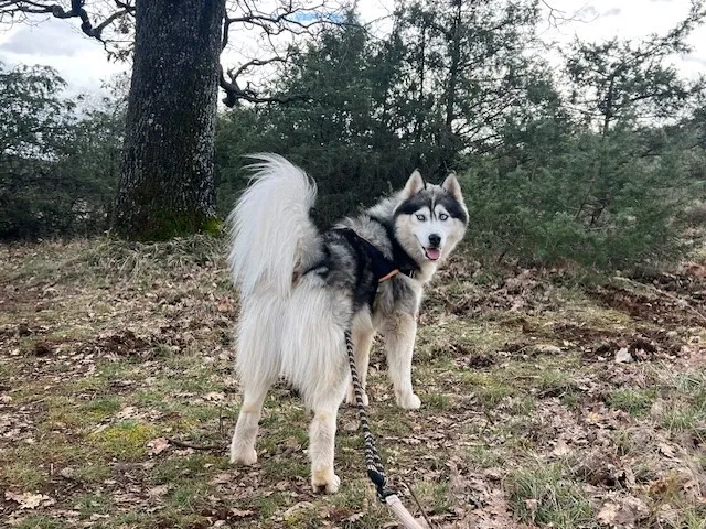 À l'adoption : Aston ( Reservé)