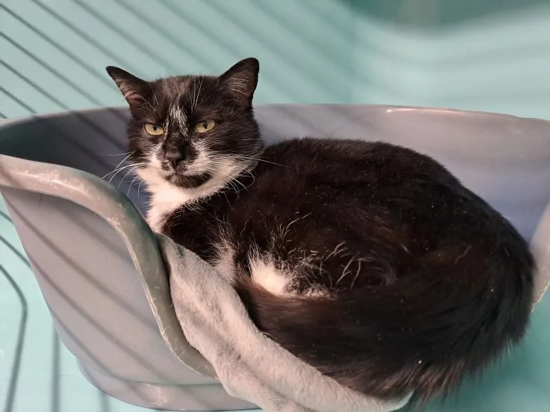 À l'adoption : Tess