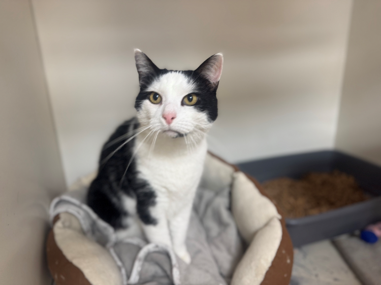 À l'adoption : Guizmo A17328