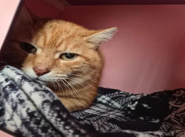 À l'adoption : Ramsès