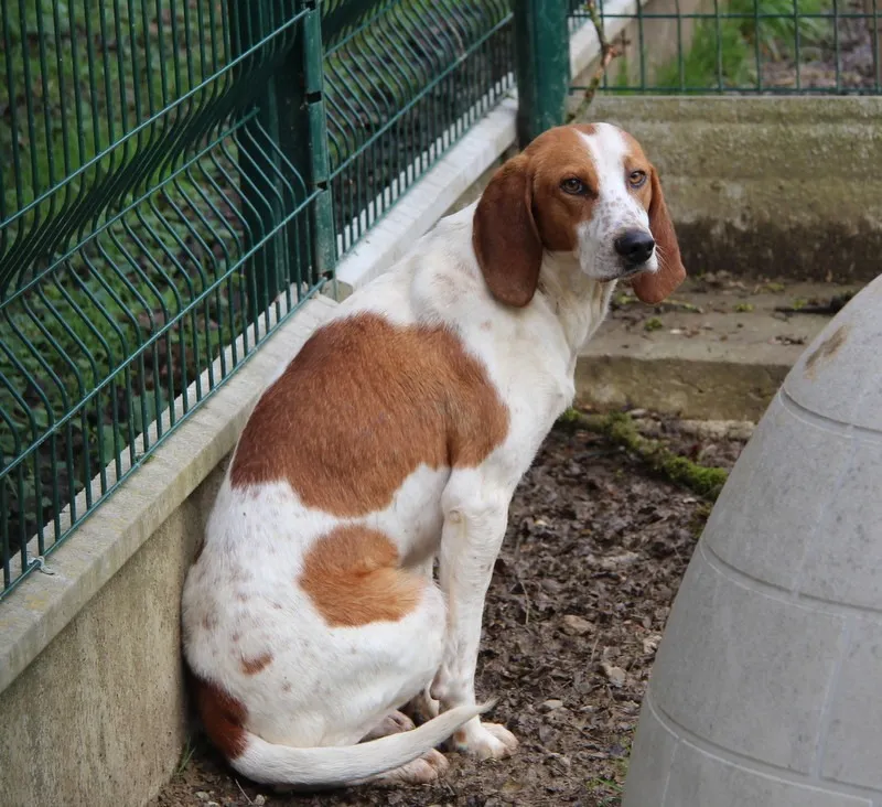 À l'adoption : Bounty