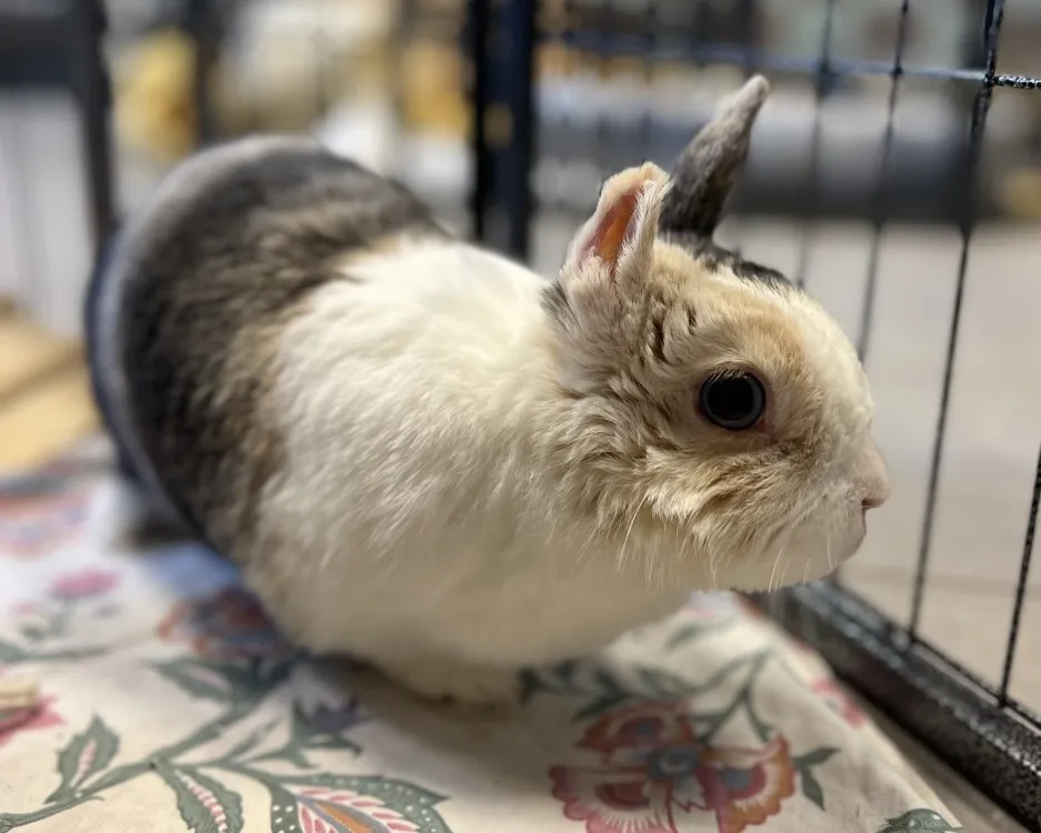 À l'adoption : Coco