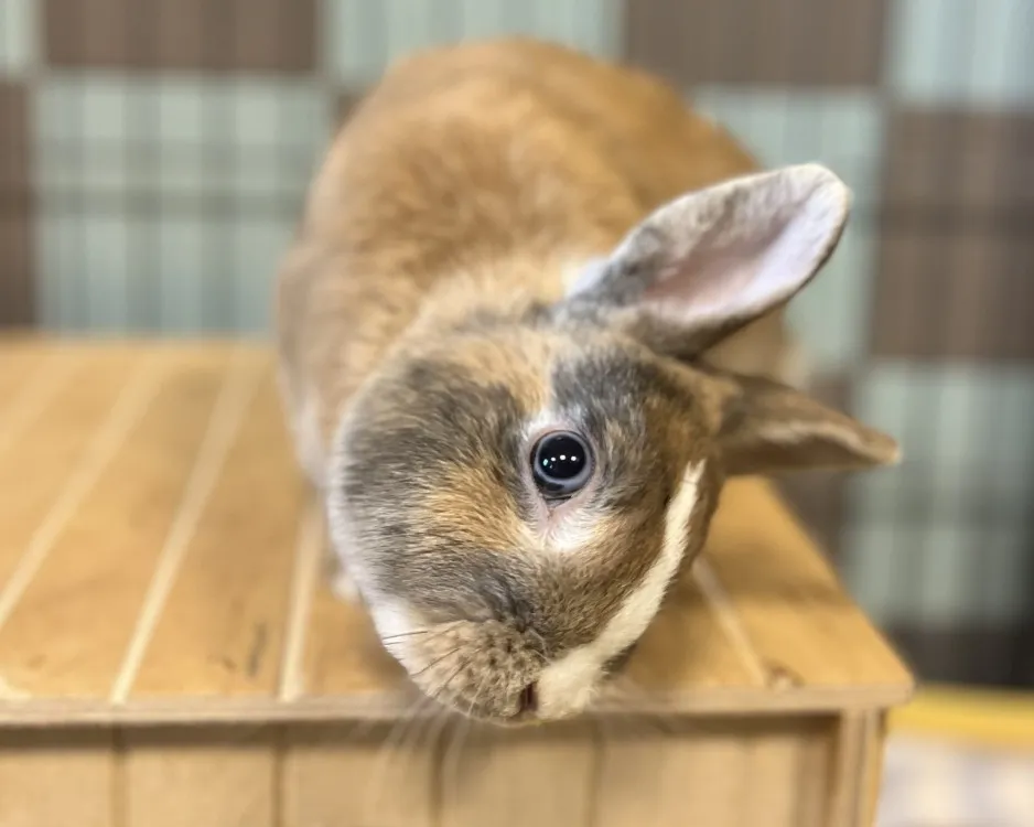 À l'adoption : Roxy