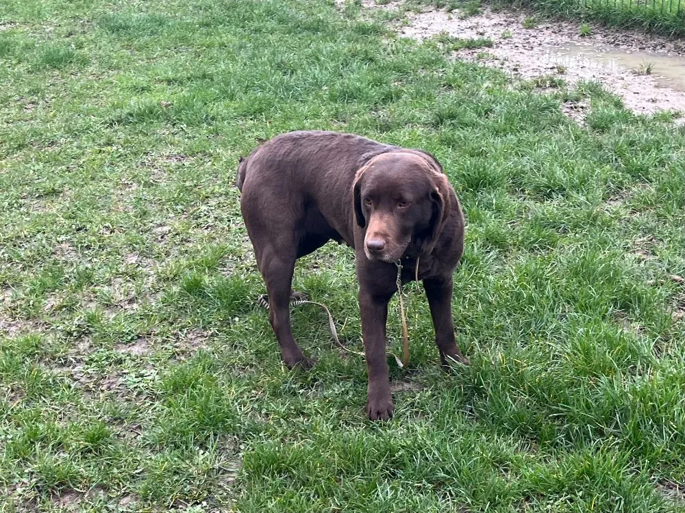 À l'adoption : Stup Paa24109