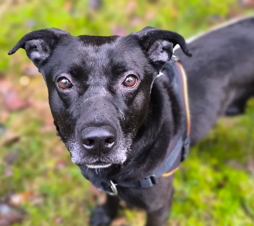 À l'adoption : Caimen