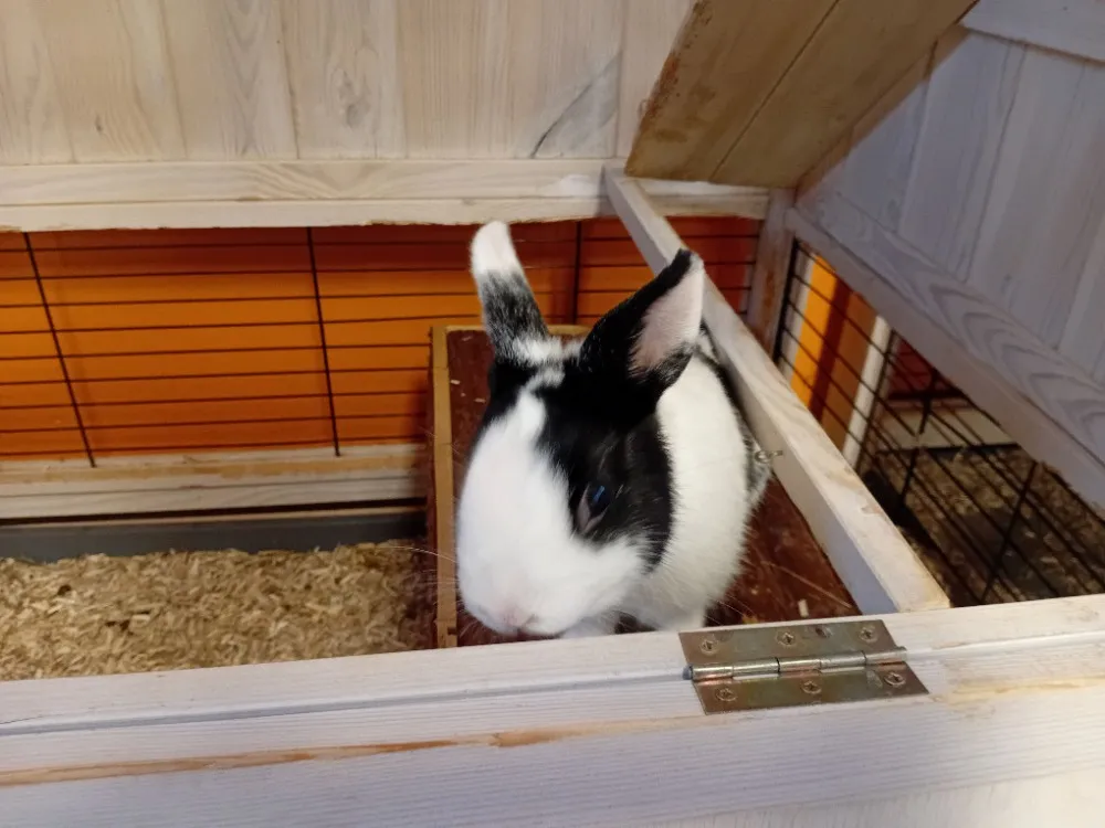 À l'adoption : Moustache (En Cours D'Adoption)