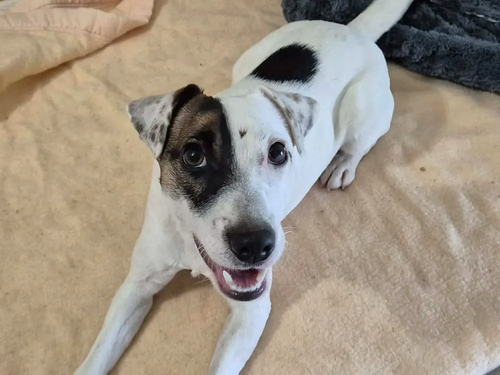 À l'adoption : Aiko Qcn