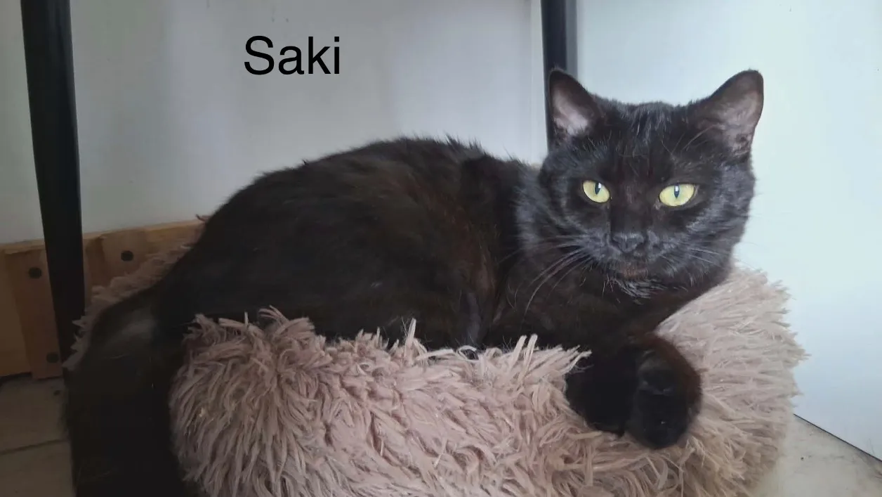 À l'adoption : Saki