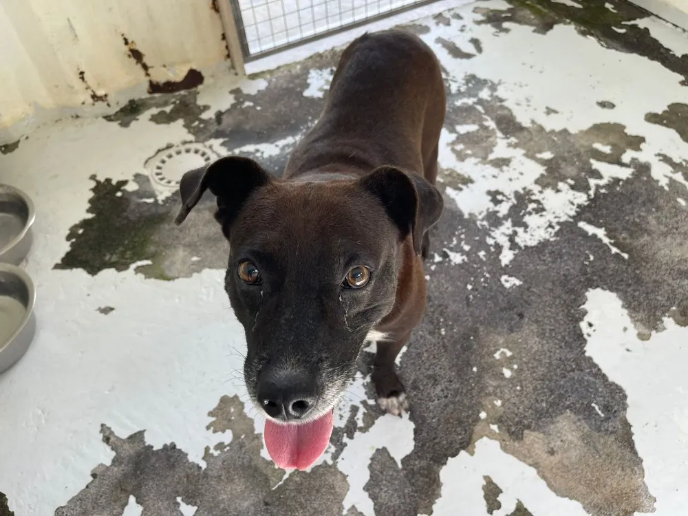 À l'adoption : Lambi