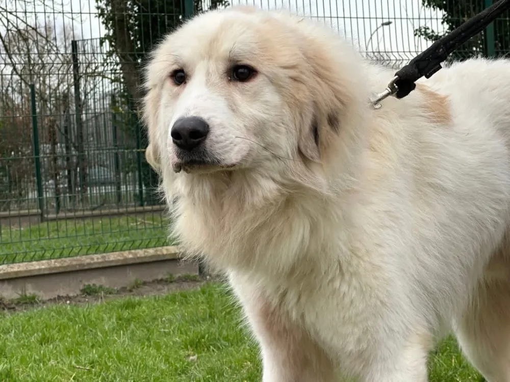 À l'adoption : Benji