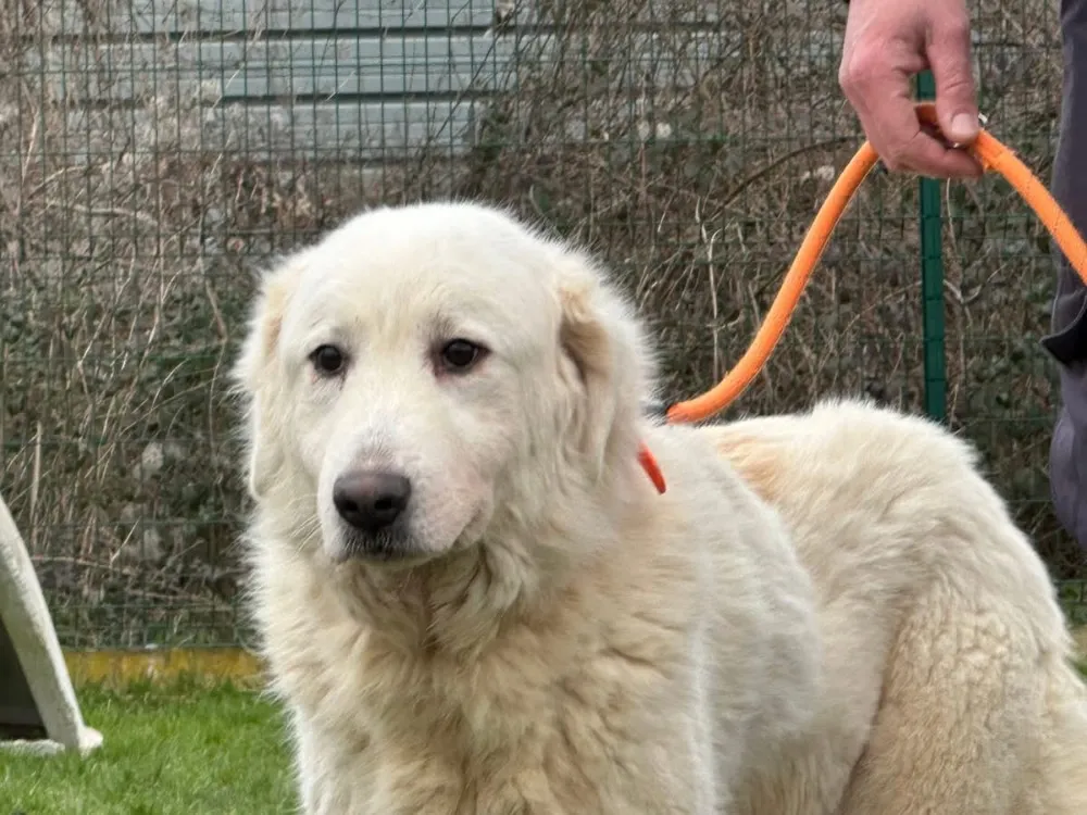 À l'adoption : Bahia