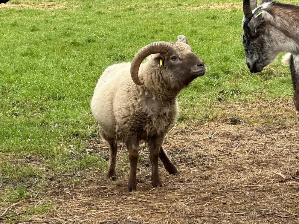 À l'adoption : Bolduc