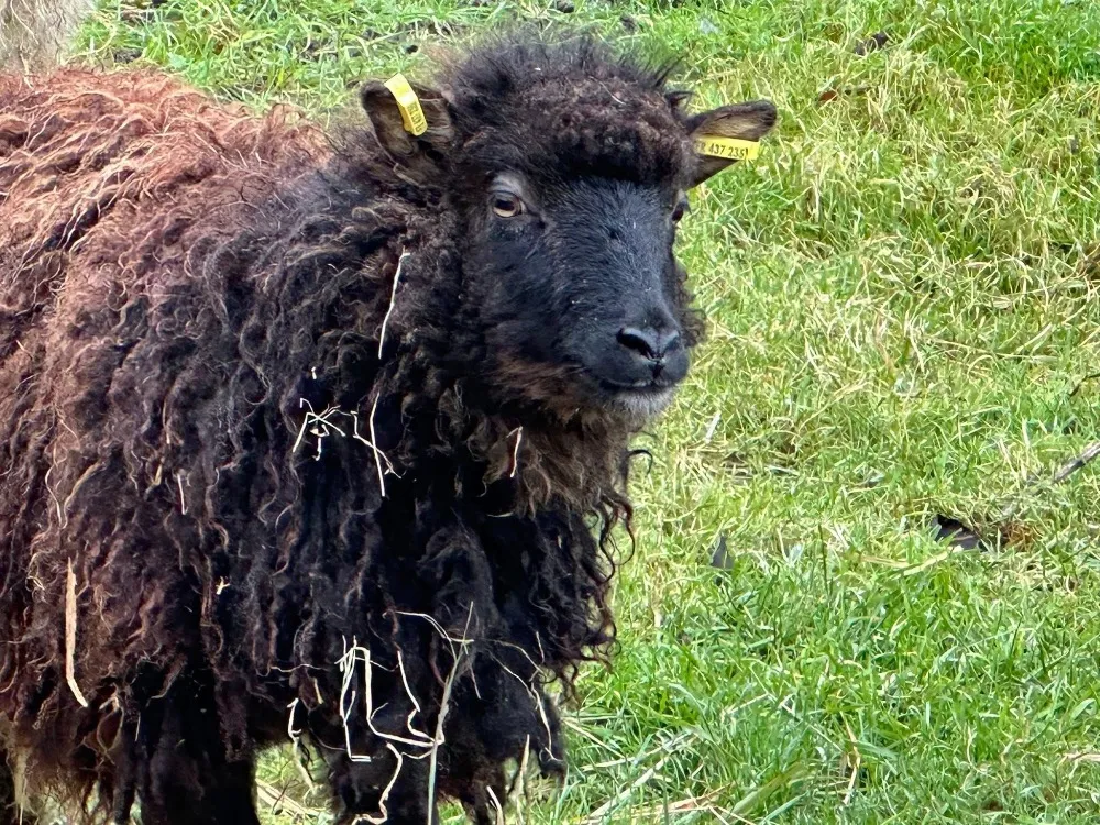 À l'adoption : Candia