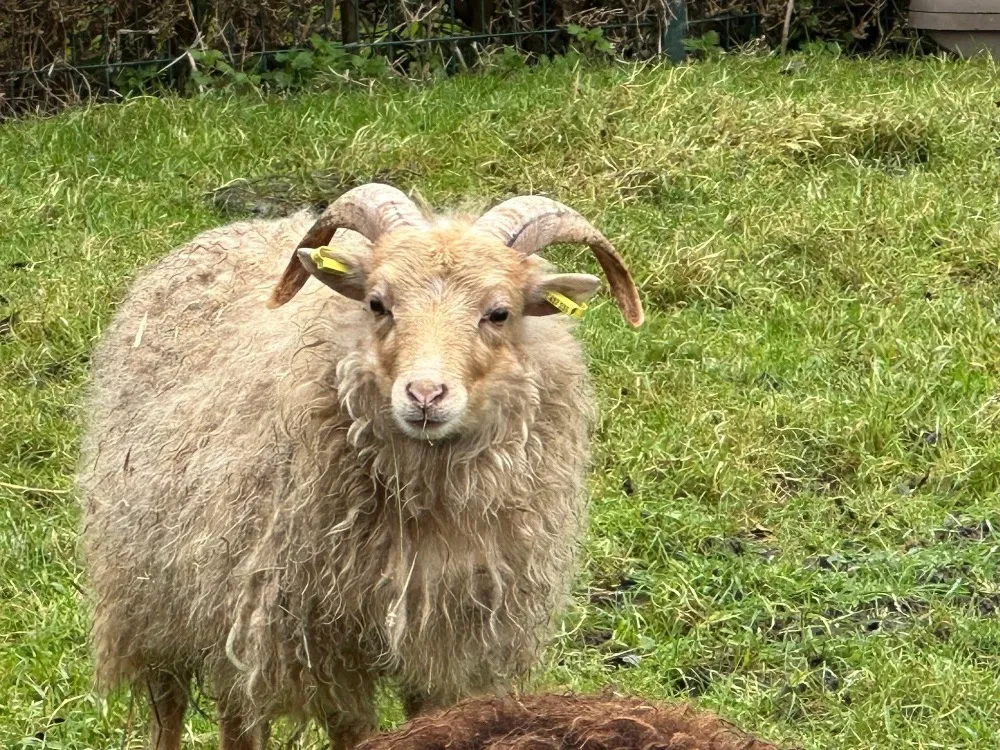 À l'adoption : Oasis