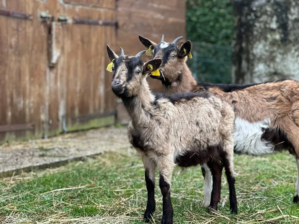 À l'adoption : Banga