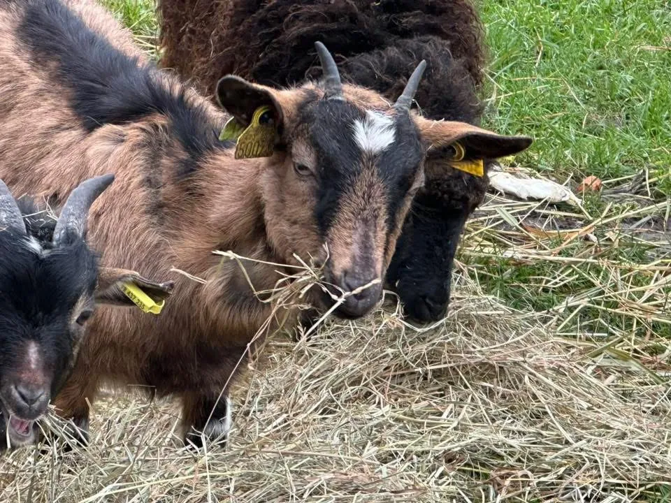 À l'adoption : Gallia