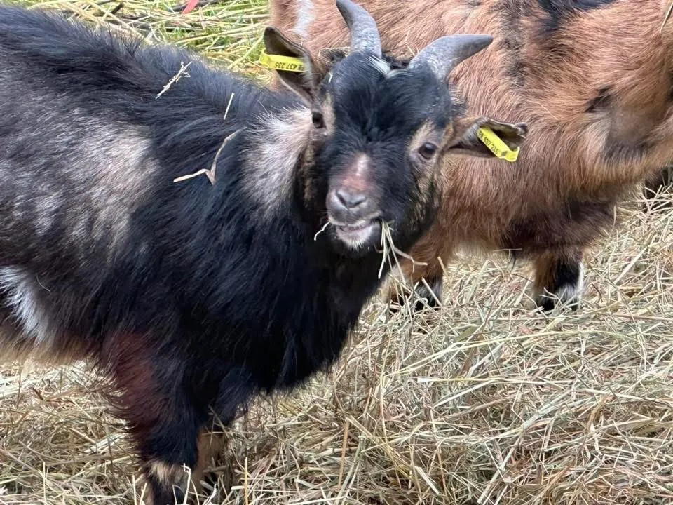 À l'adoption : Coca