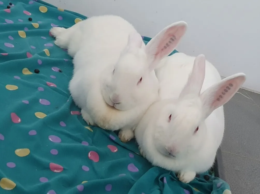 À l'adoption : Nikolaï