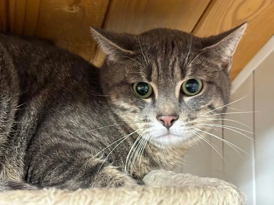 À l'adoption : Sana