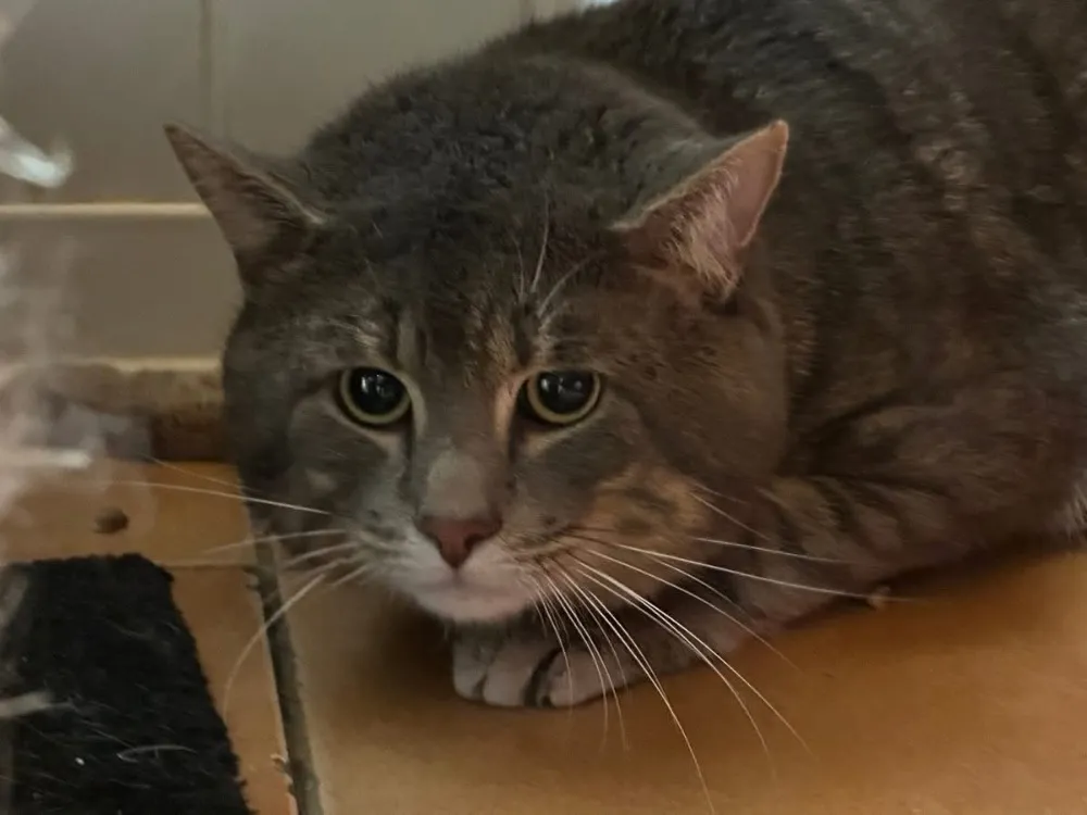 À l'adoption : Silver