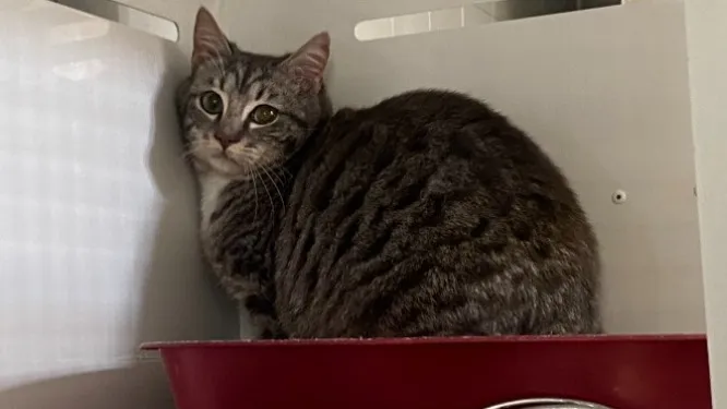 À l'adoption : Misha