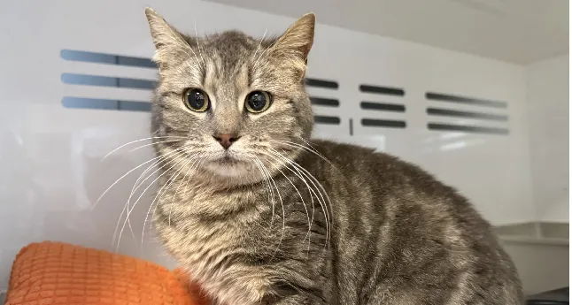 À l'adoption : Misty