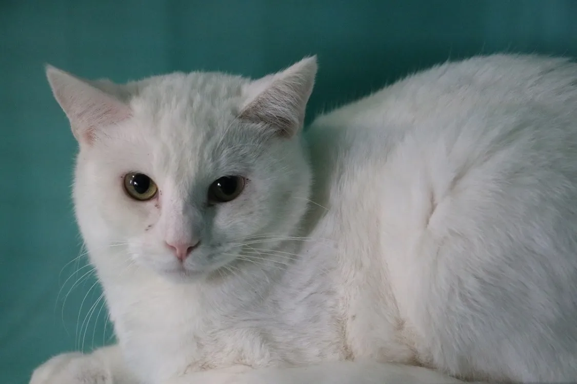 À l'adoption : Nono Hab17523