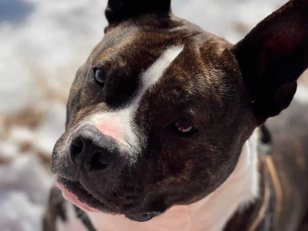 À l'adoption : Iceo