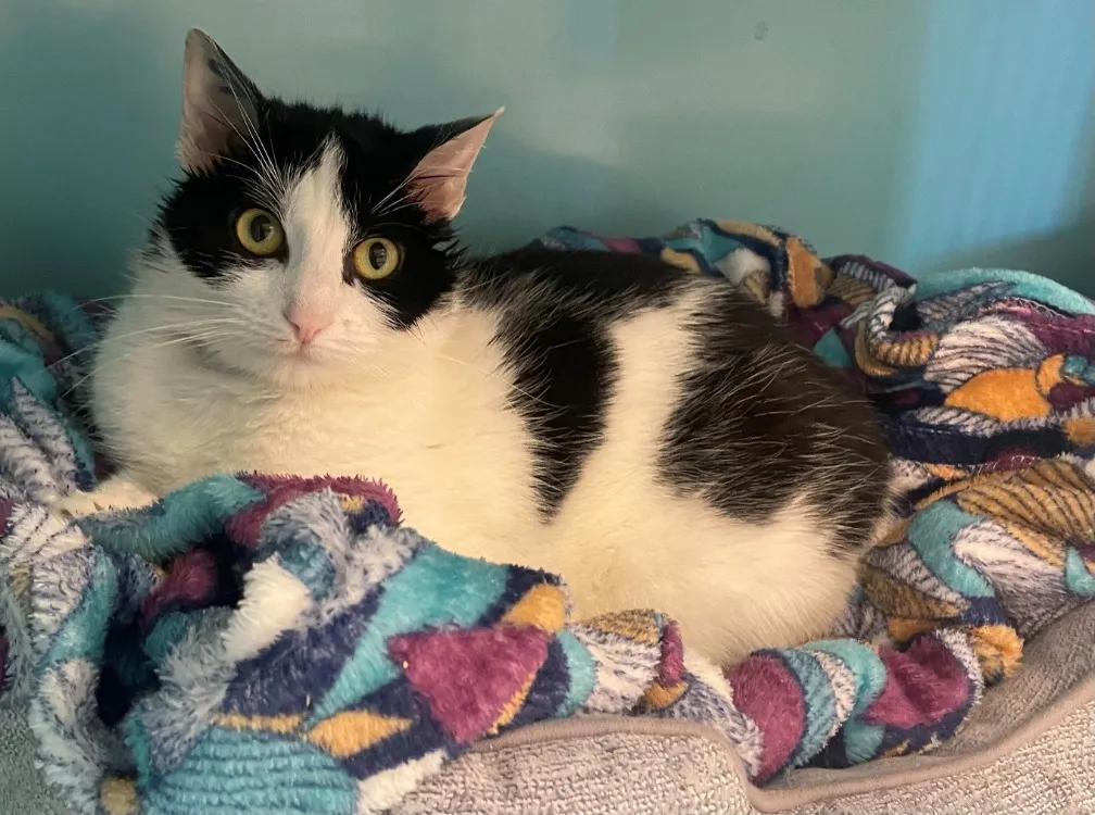 À l'adoption : Cleo