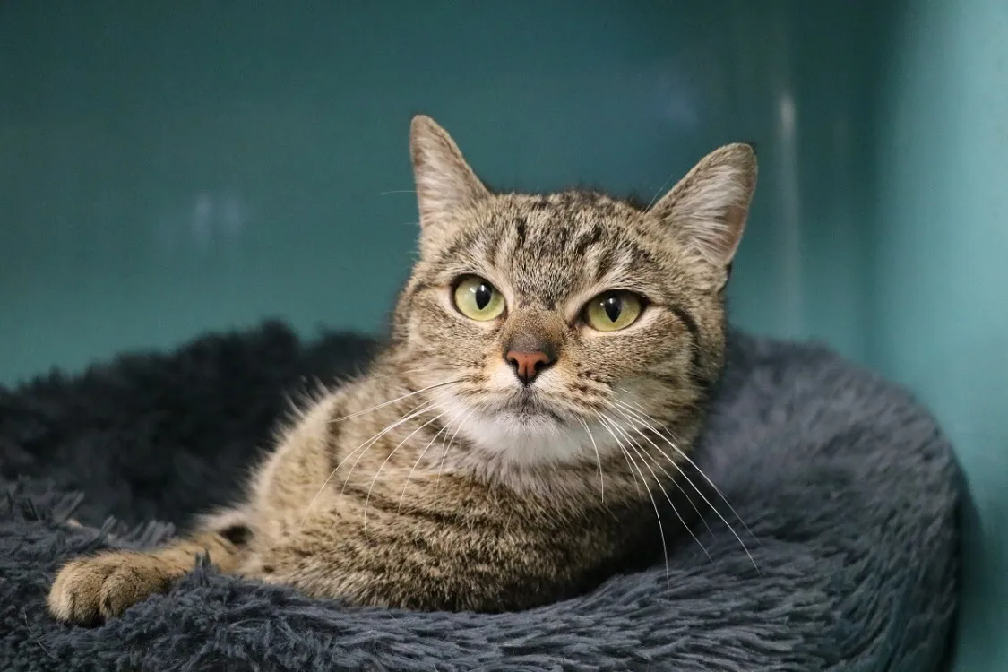 À l'adoption : Karen Hab17514