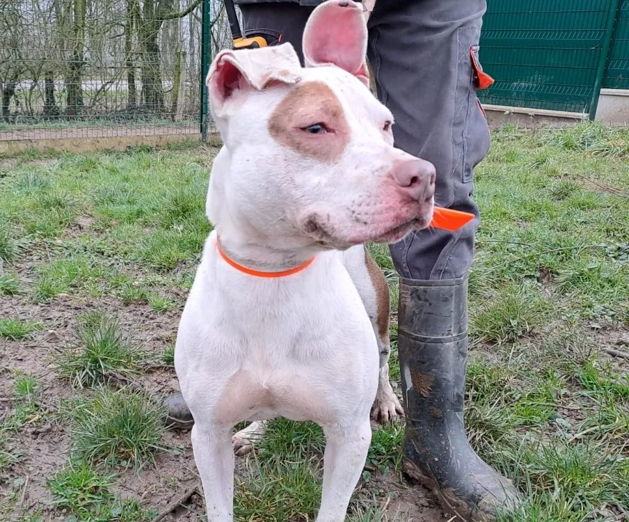 À l'adoption : Pacman