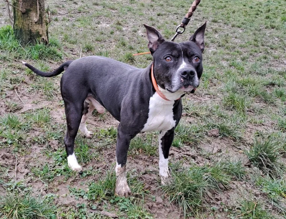 À l'adoption : Charo