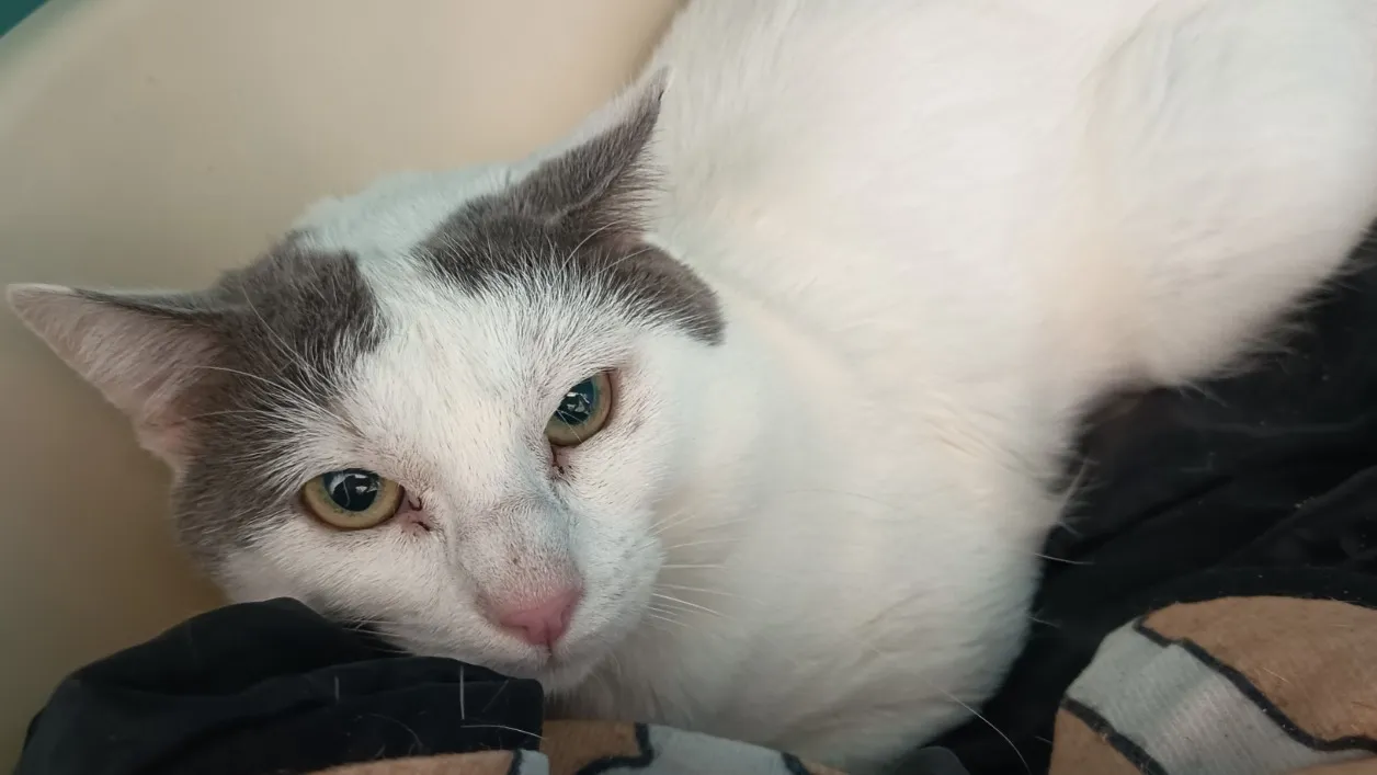 À l'adoption : Morningstar C