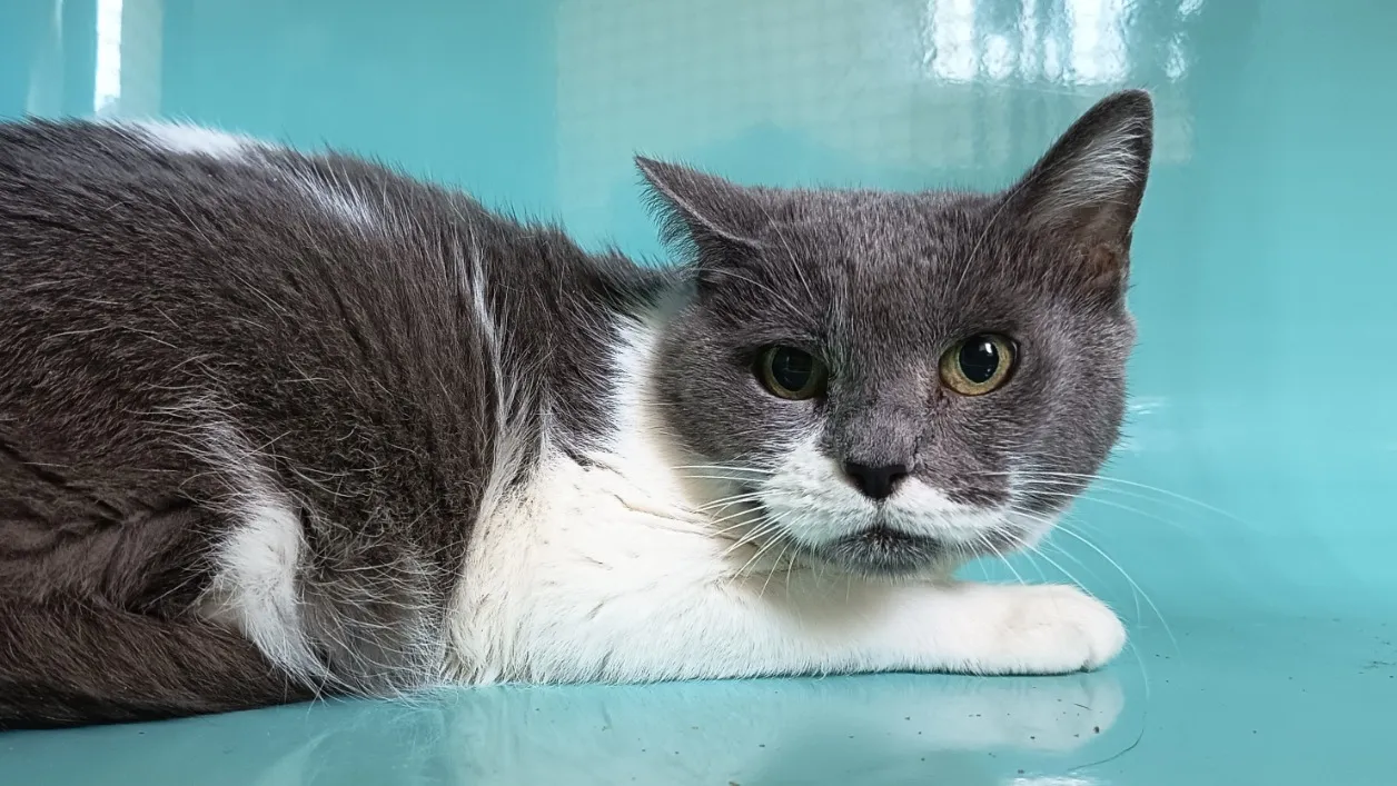 À l'adoption : Charlie C