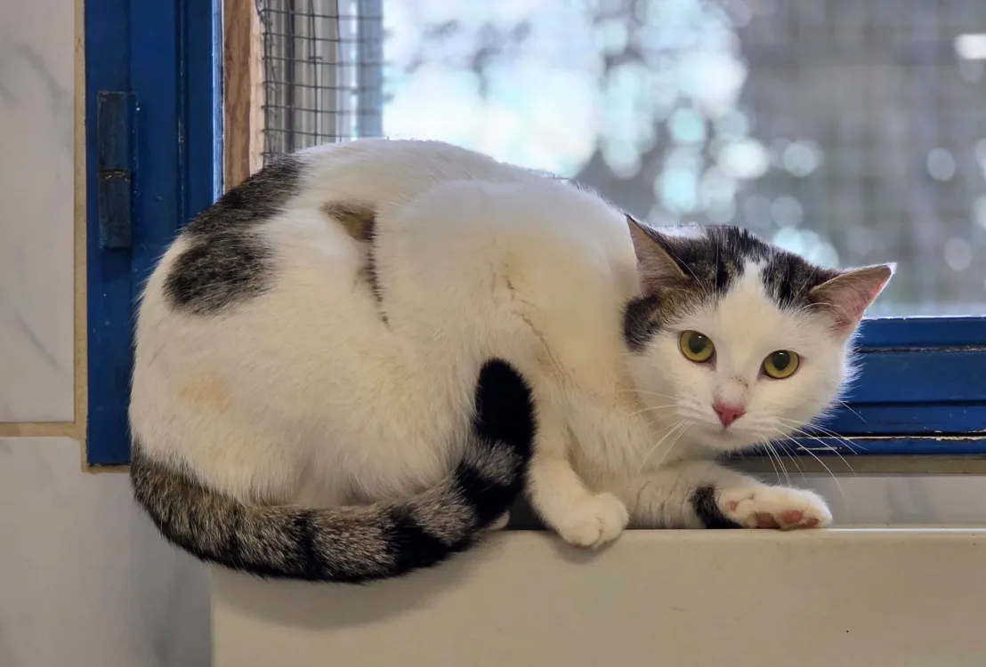 À l'adoption : Lena