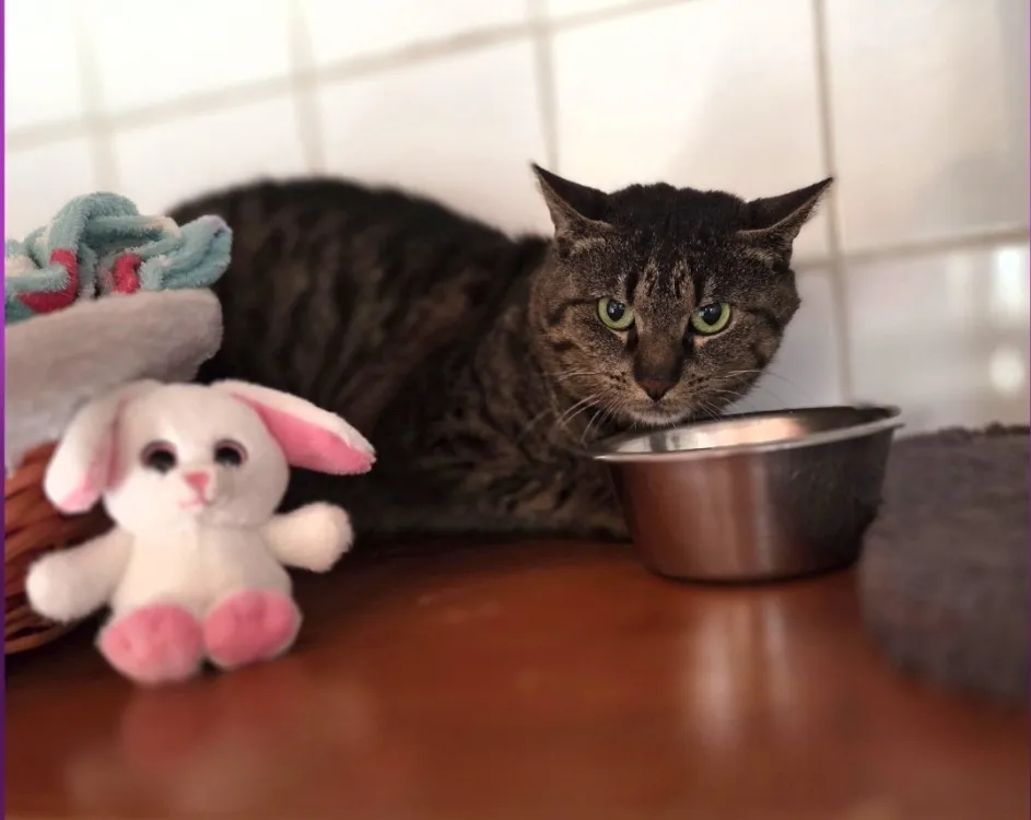 À l'adoption : Cacao