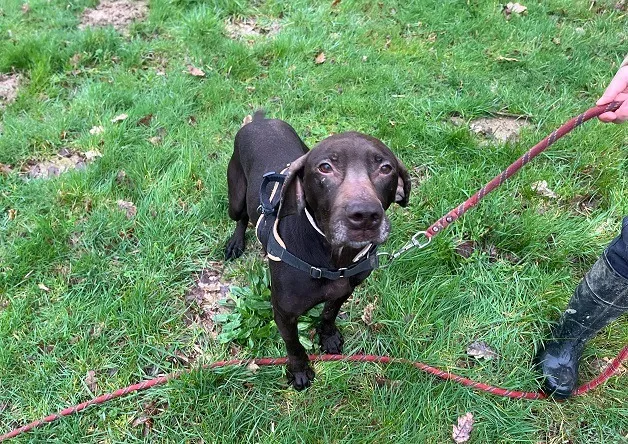 À l'adoption : Figue