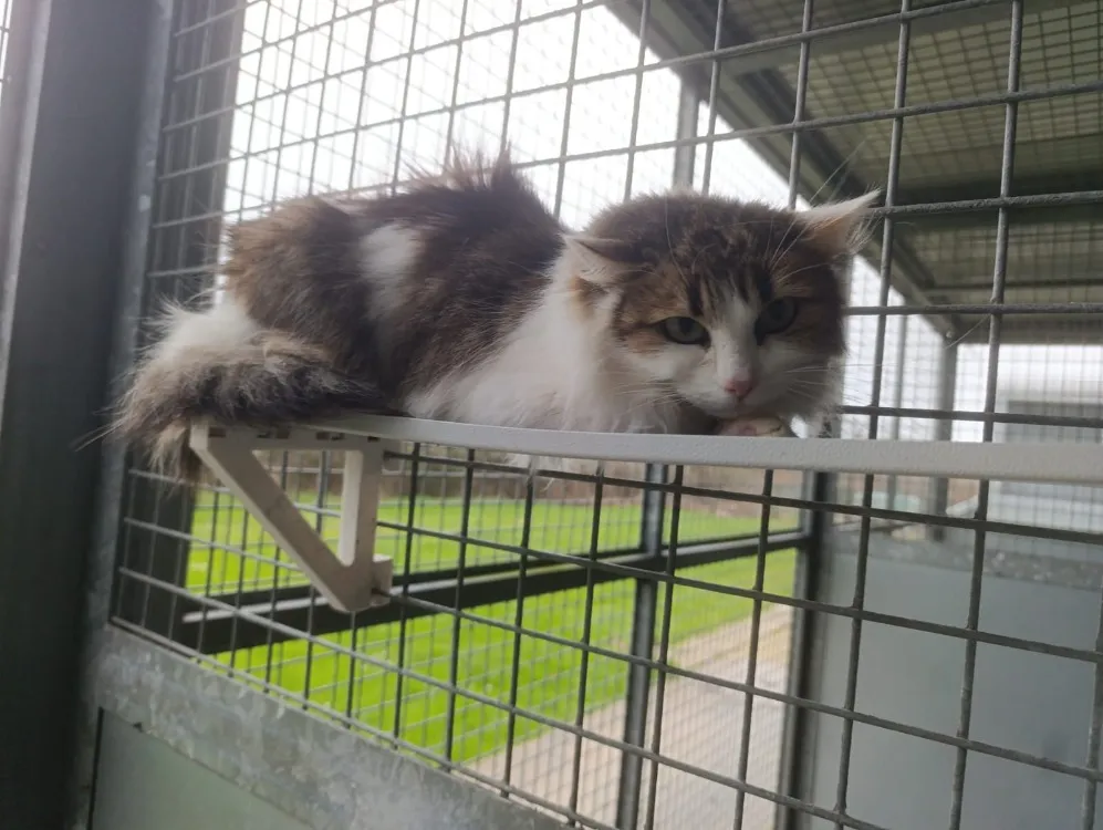 À l'adoption : Tolstoï