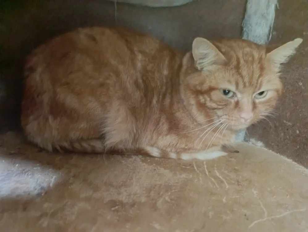 À l'adoption : Rouquin