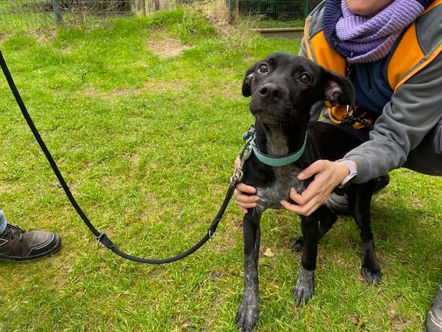 À l'adoption : Sandy
