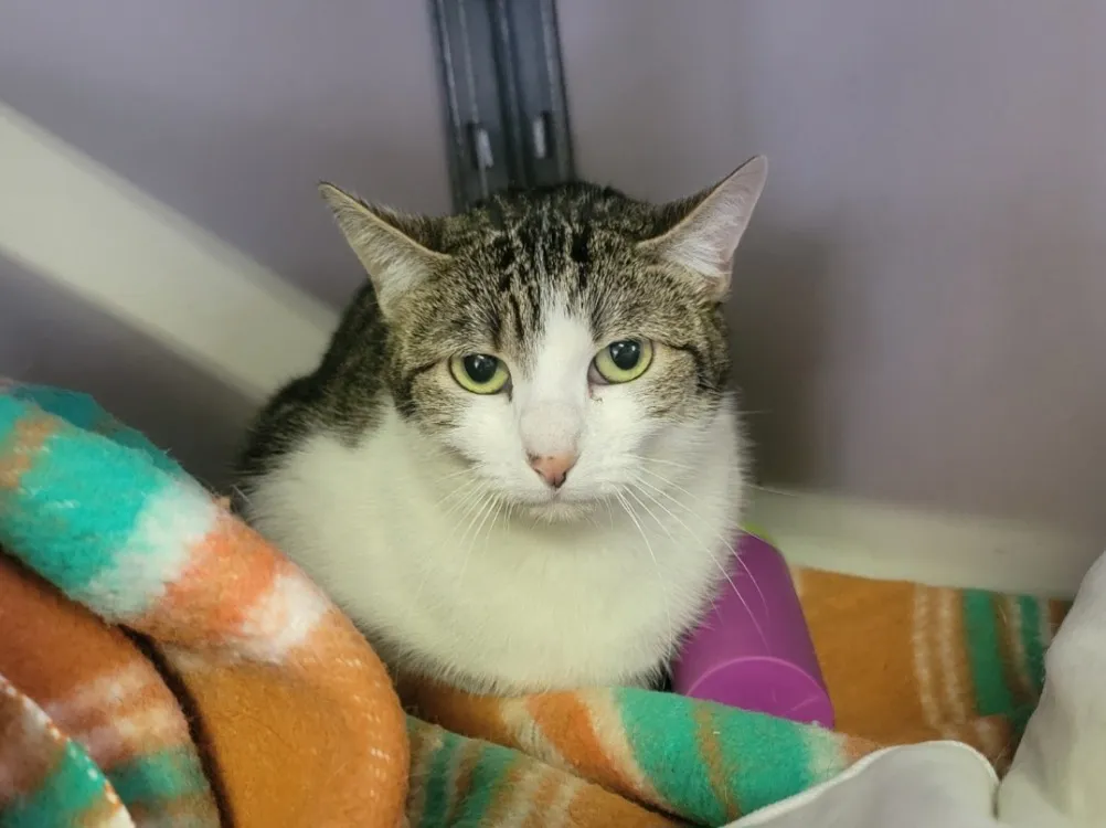 À l'adoption : Valentina