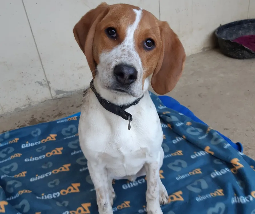 À l'adoption : Lupin (En Cours D'Adoption)