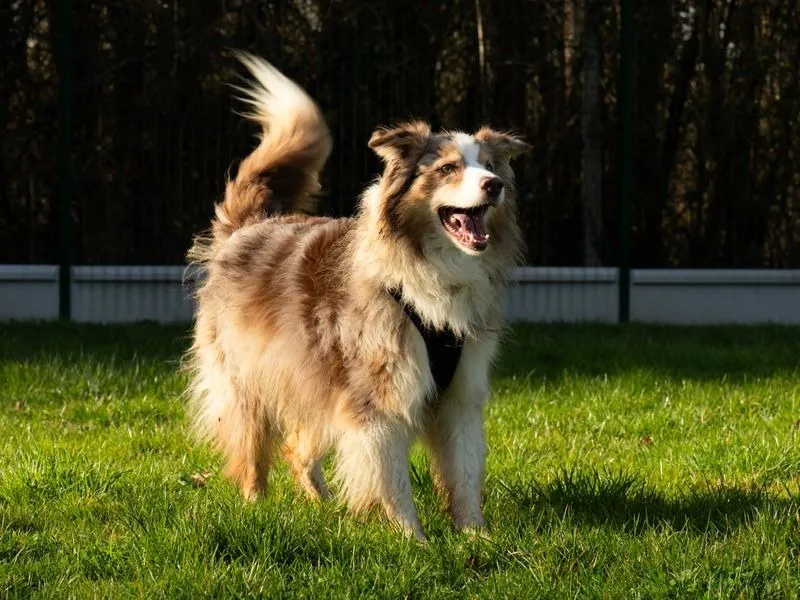 À l'adoption : Yuka Oaa19929