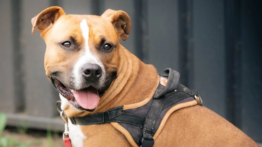 À l'adoption : Umake