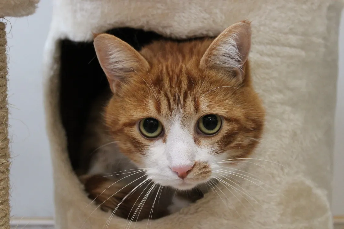 À l'adoption : Chips