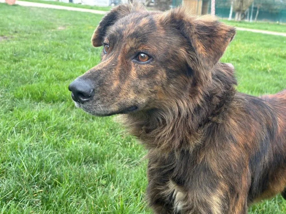 À l'adoption : Teddy