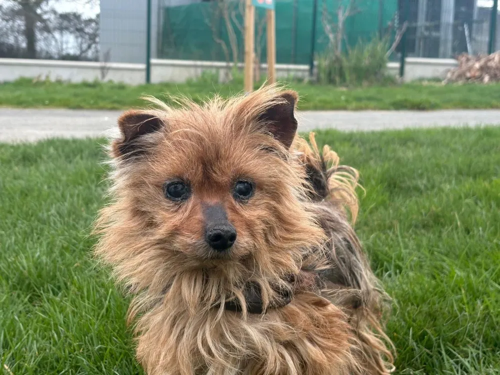 À l'adoption : Dixi